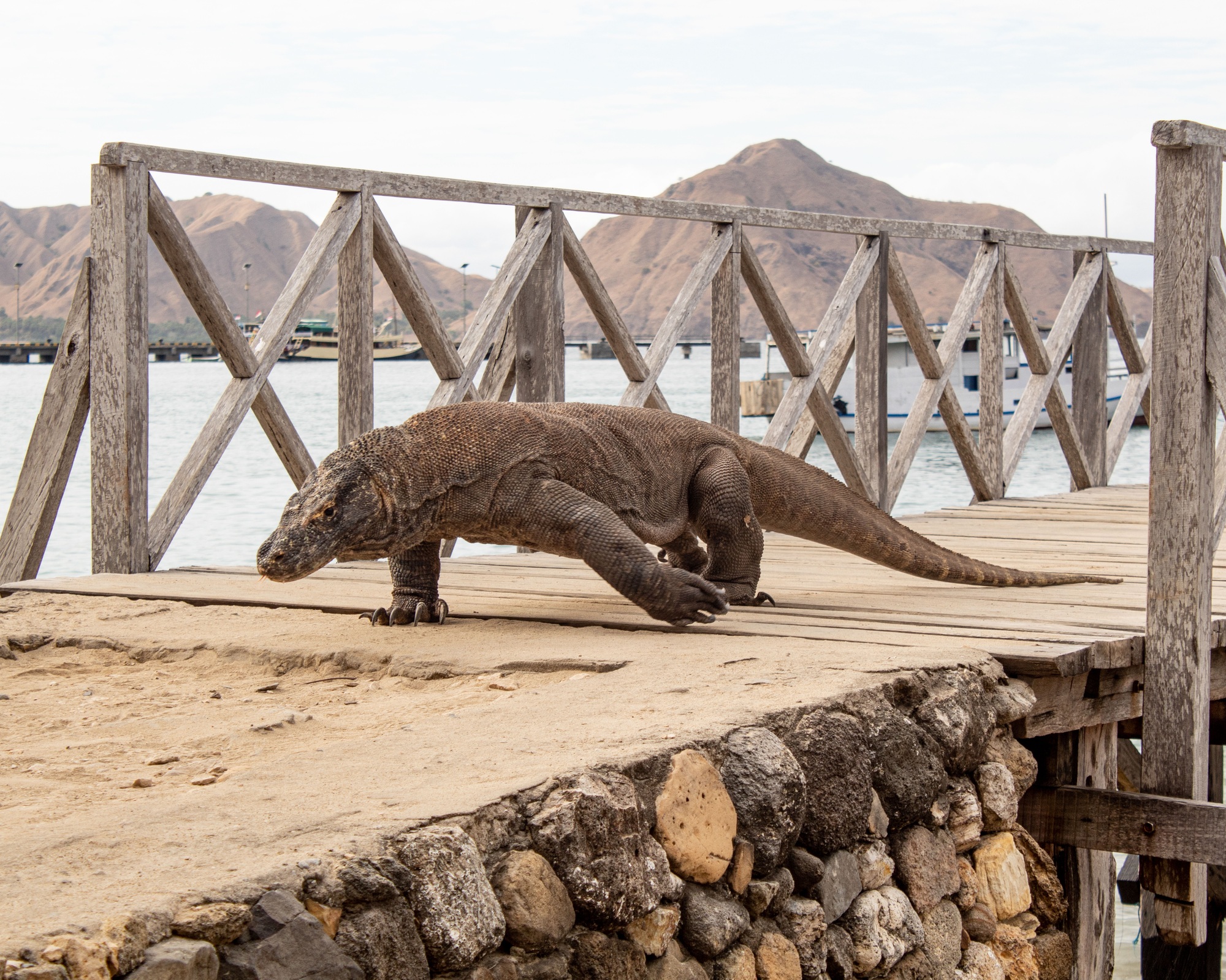 Beautiful shot of a Komodo dragon on the wooden pier